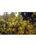 Acacia dealbata ‘Granet’