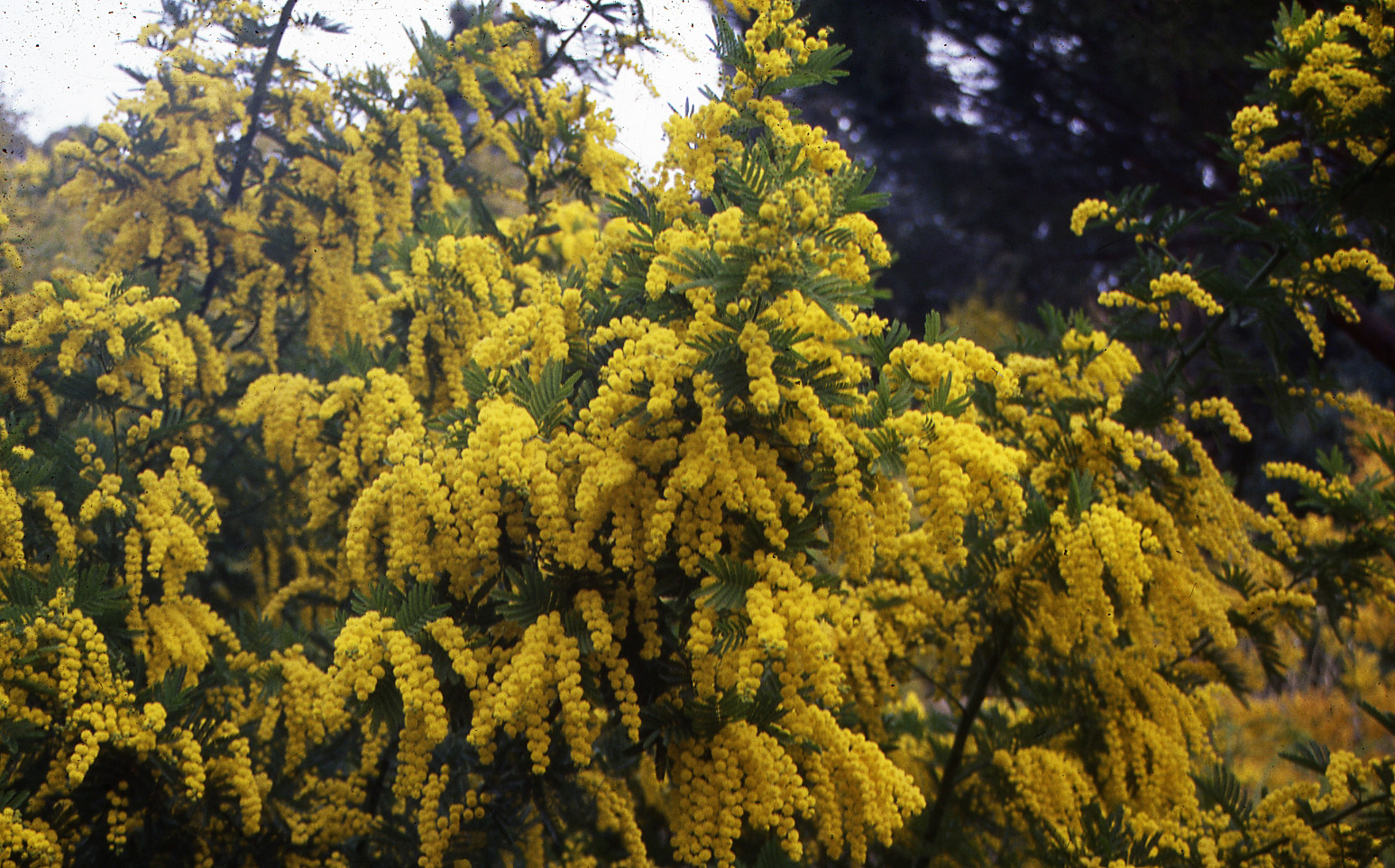 Acacia dealbata ‘Granet’