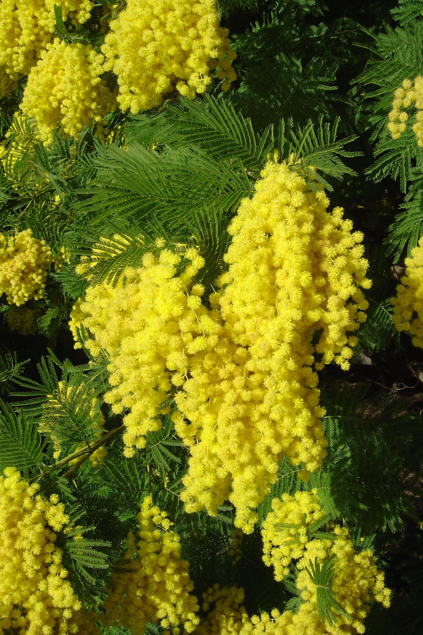 Acacia dealbata 'Mirandole X'