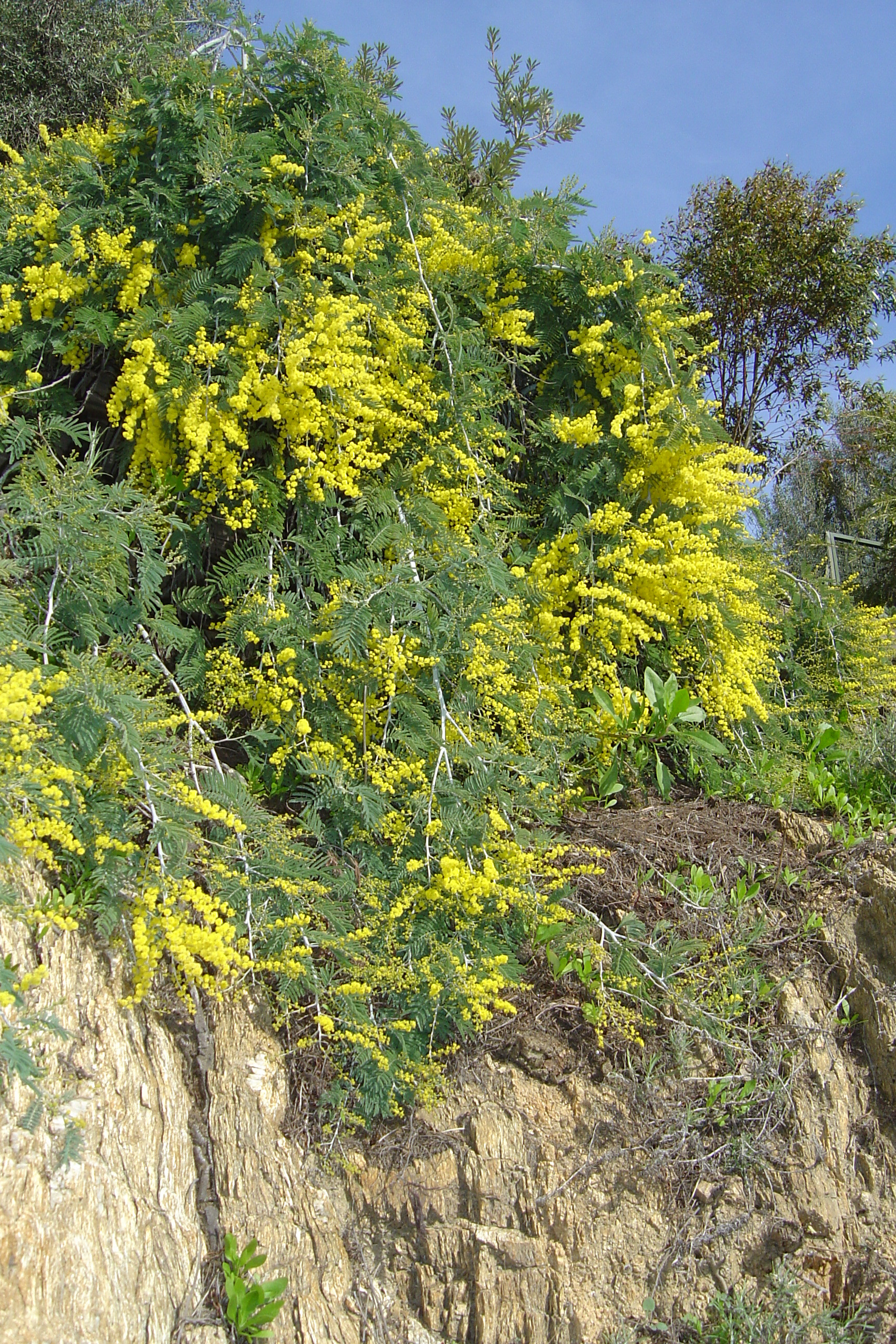Acacia dealbata 'Pendula' couvre sol