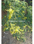 Acacia dealbata 'Pendula' couvre sol