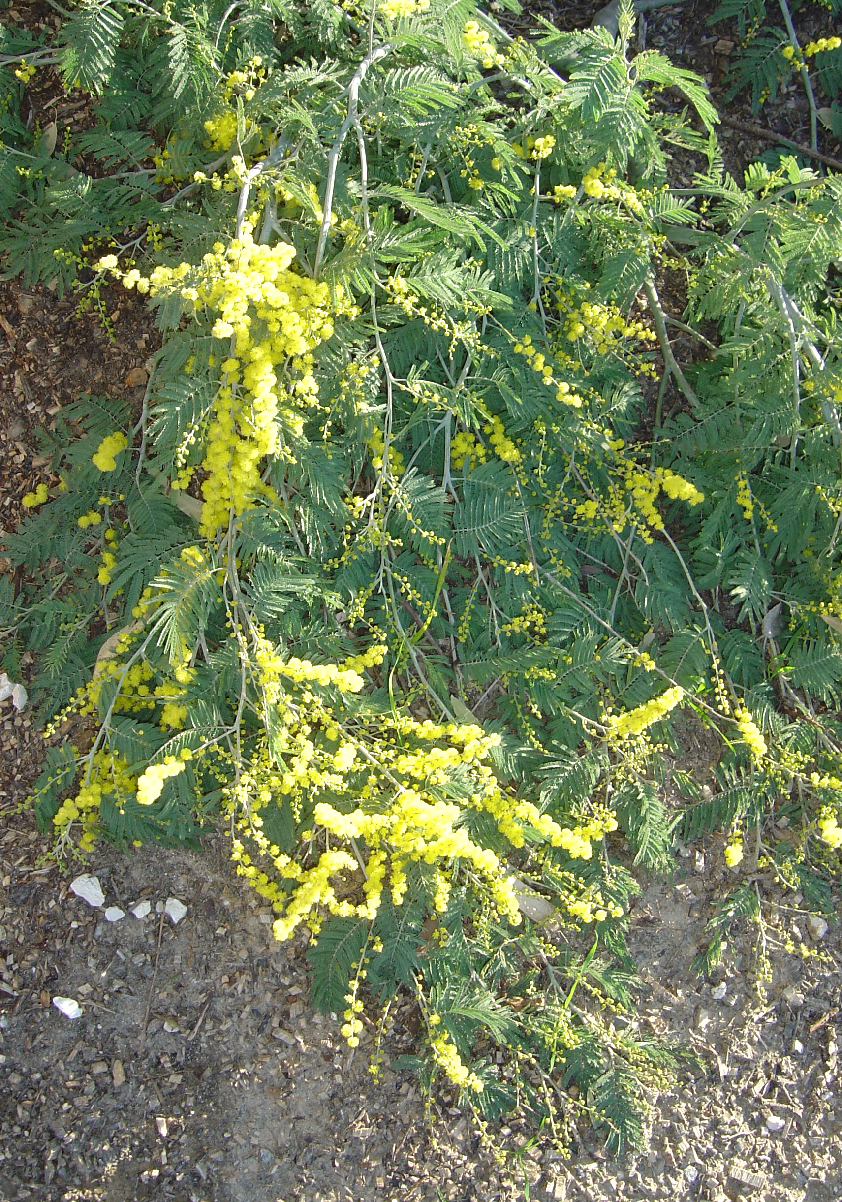 Acacia dealbata 'Pendula' couvre sol