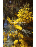 Acacia dealbata 'Président Doumergue'