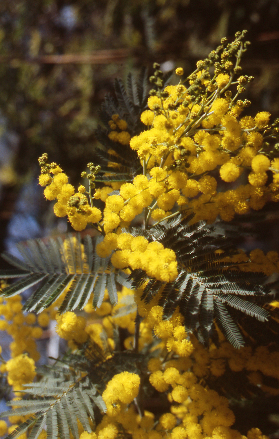 Acacia dealbata 'Président Doumergue'