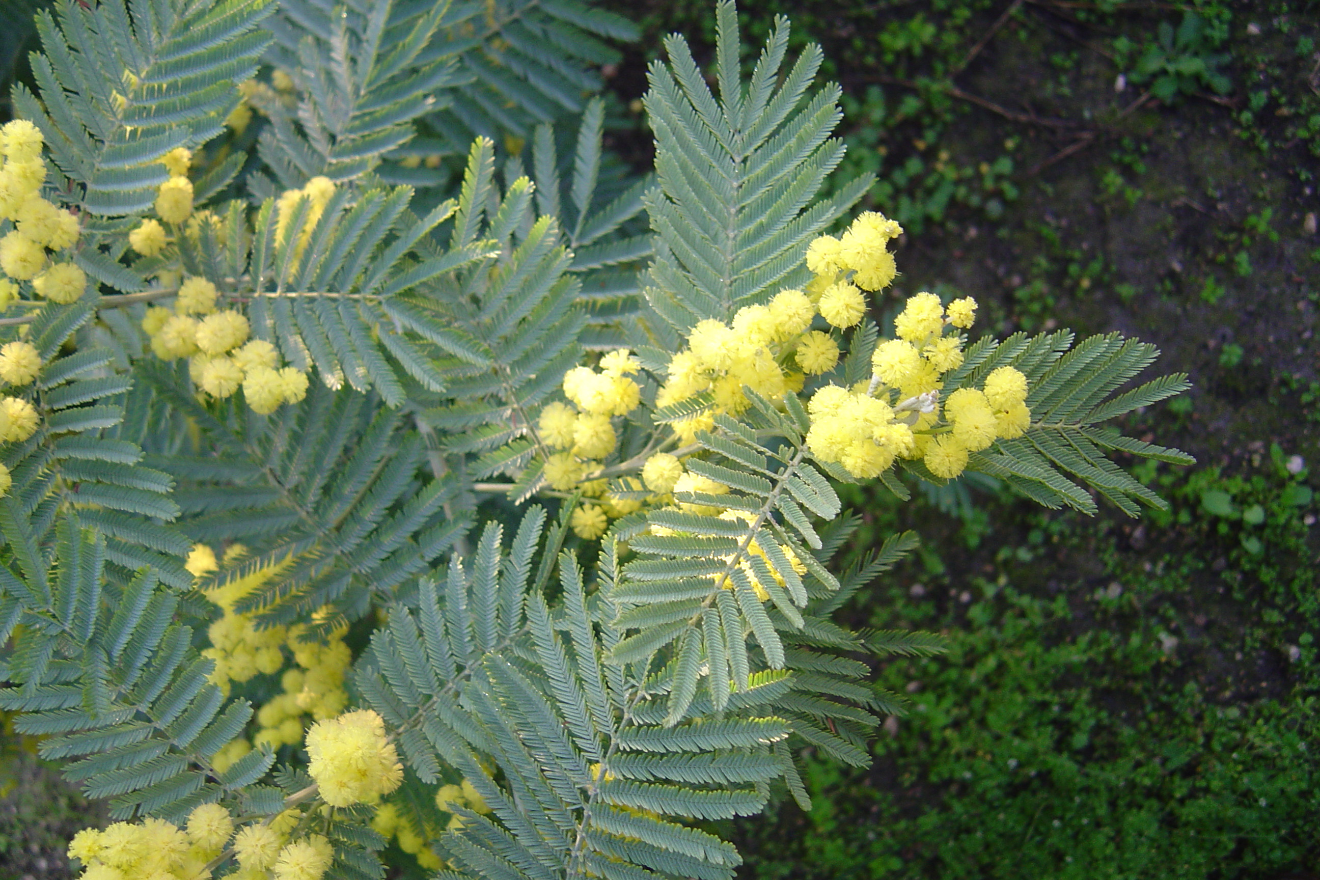 Acacia dealbata 'Président Doumergue'