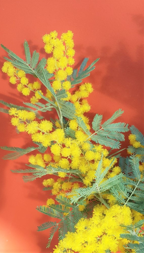 Acacia dealbata 'Rêve d'Or'