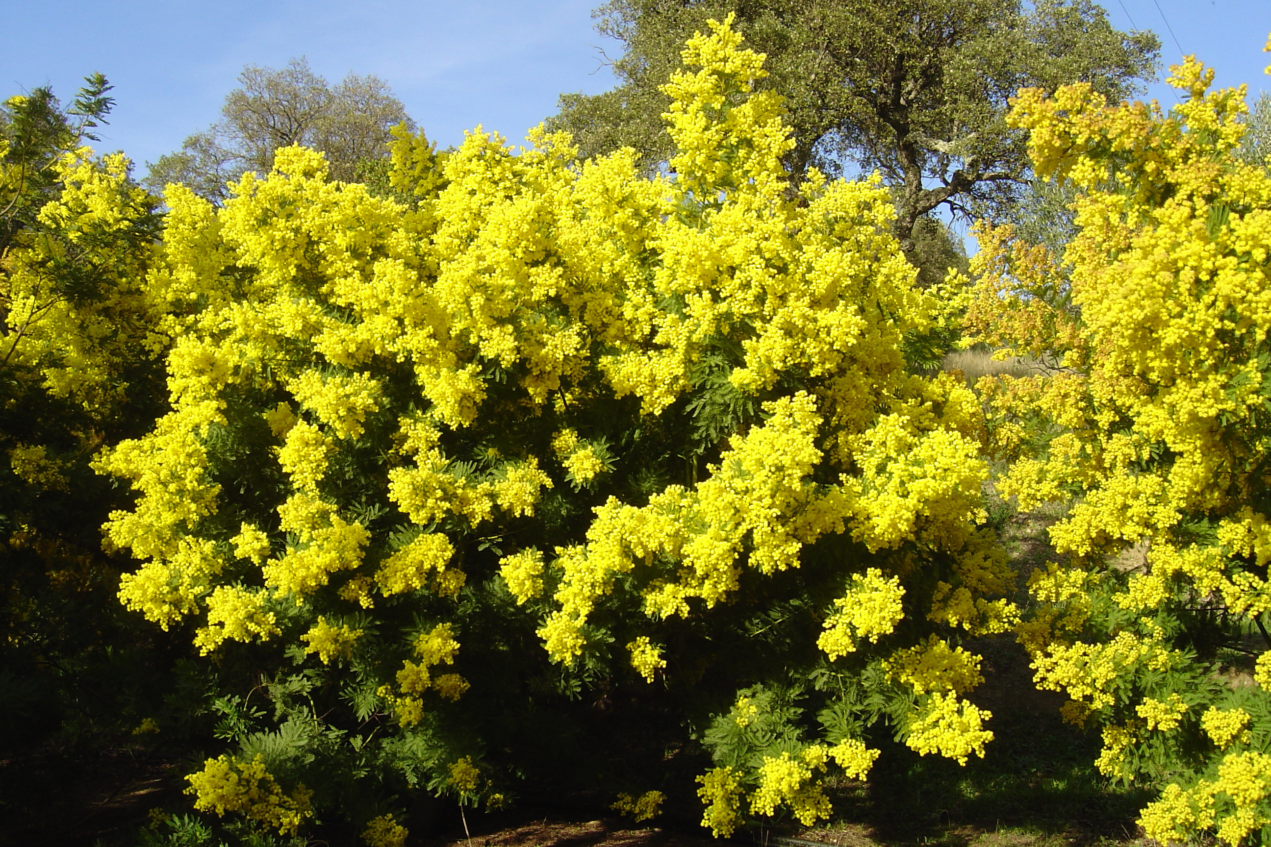 Acacia decurrens 'Bon Accueil'