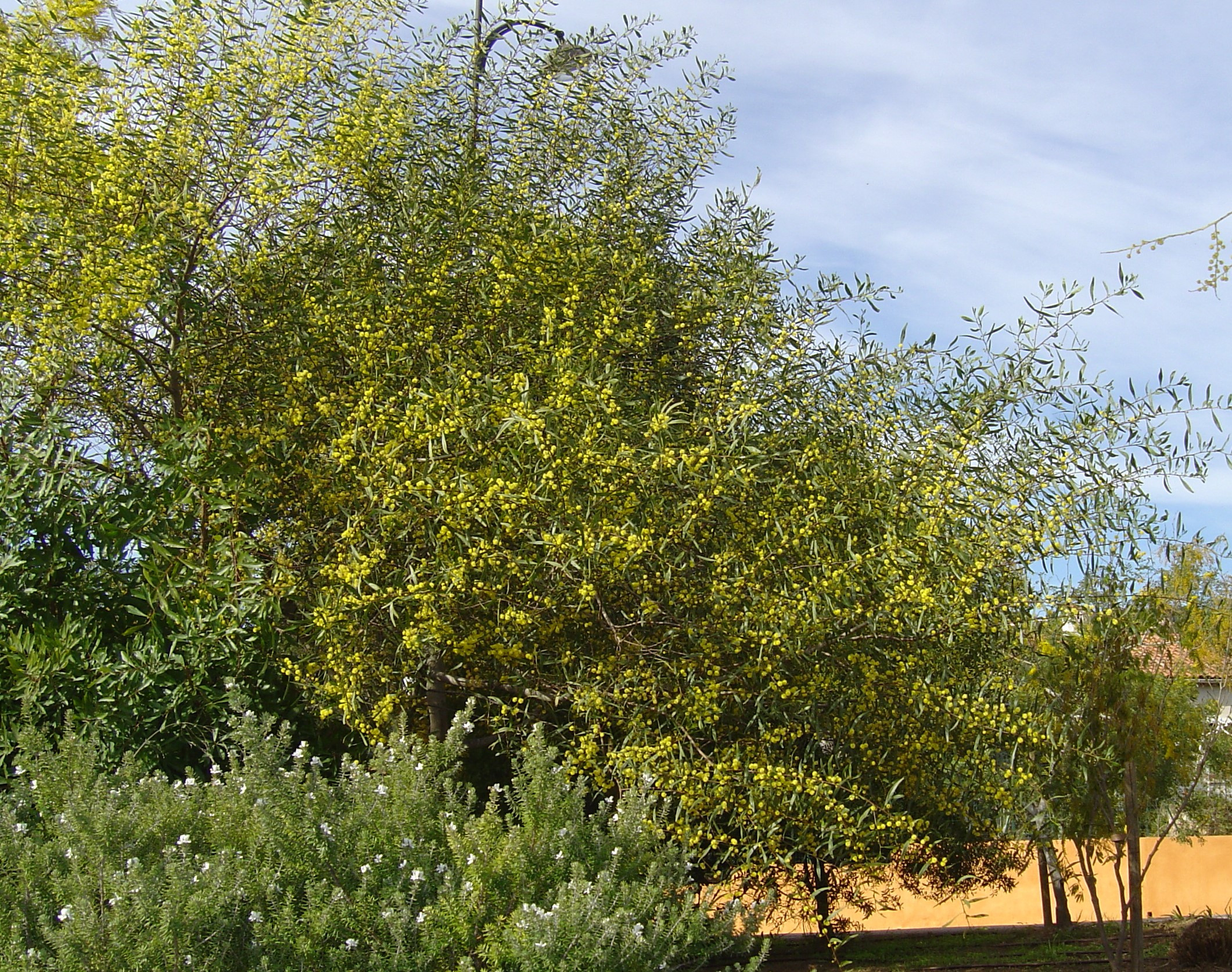 Acacia dodonaeifolia