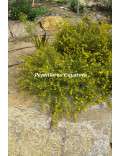 Acacia enterocarpa