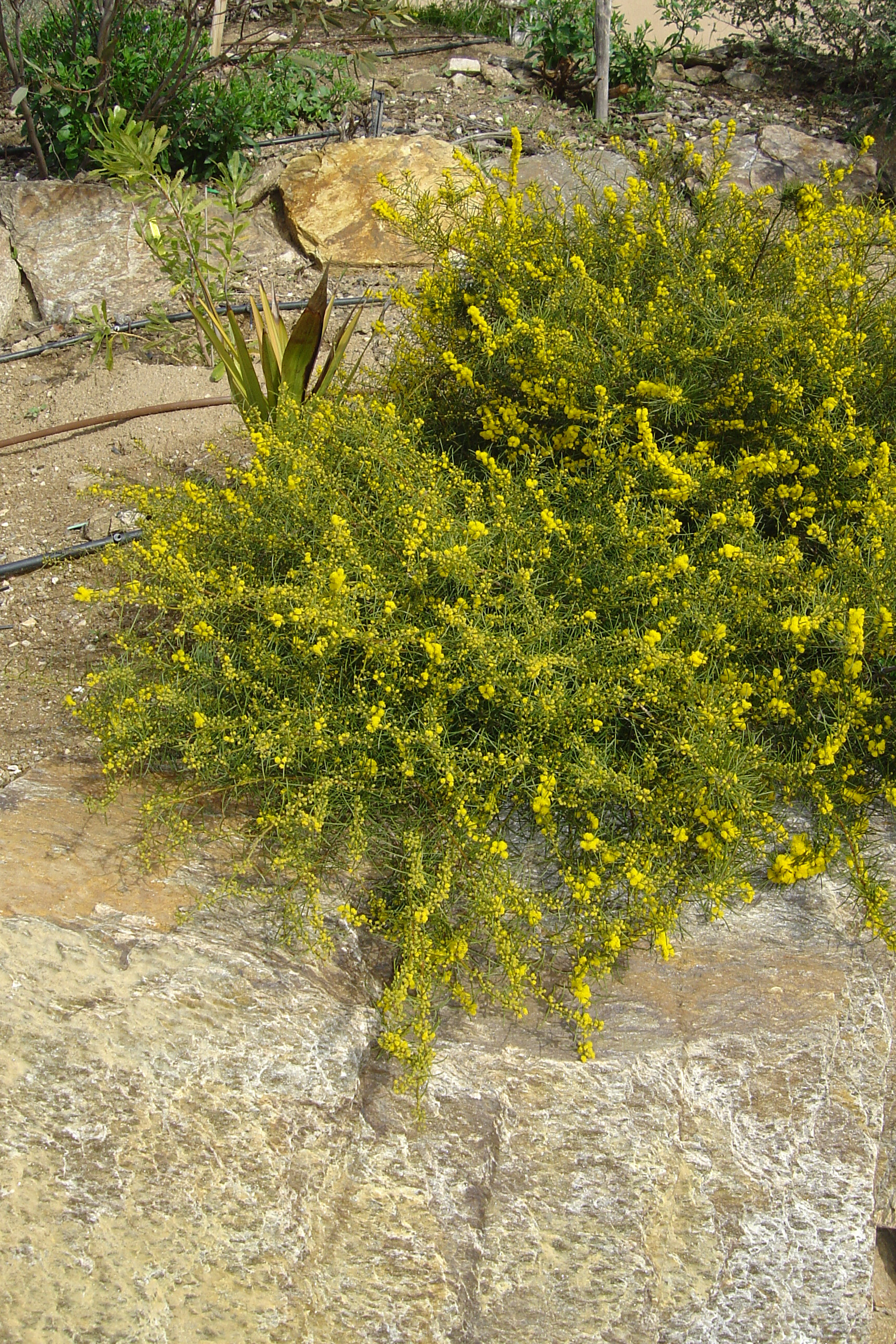 Acacia enterocarpa