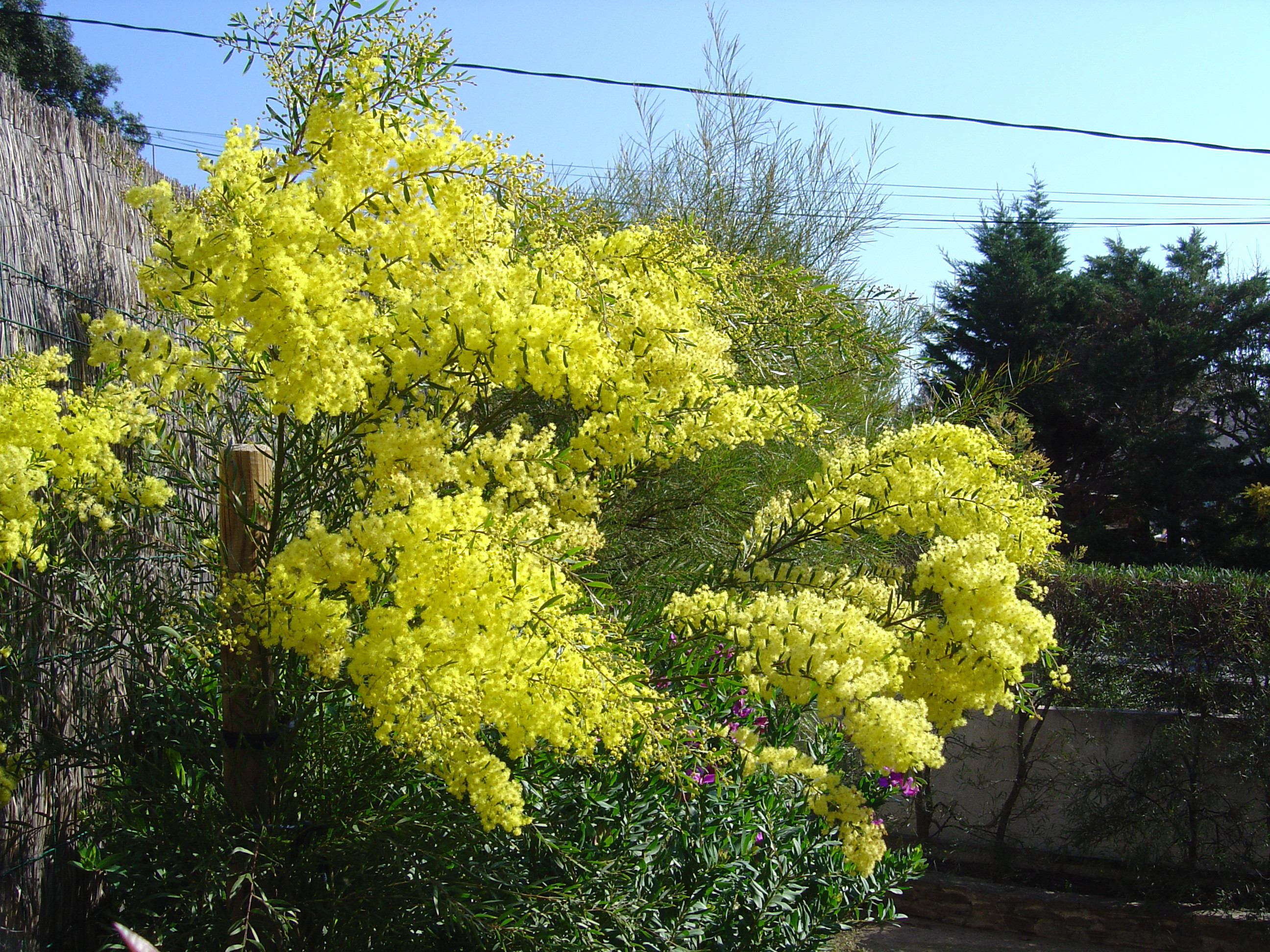 Acacia fimbriata