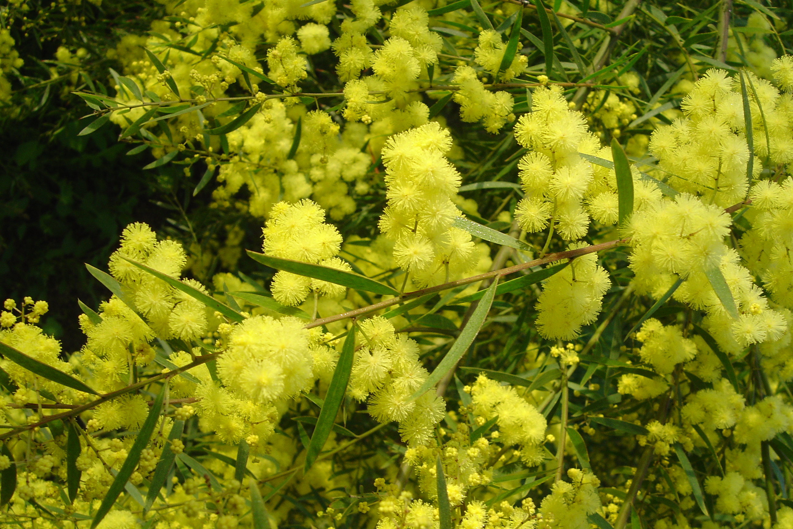 Acacia fimbriata