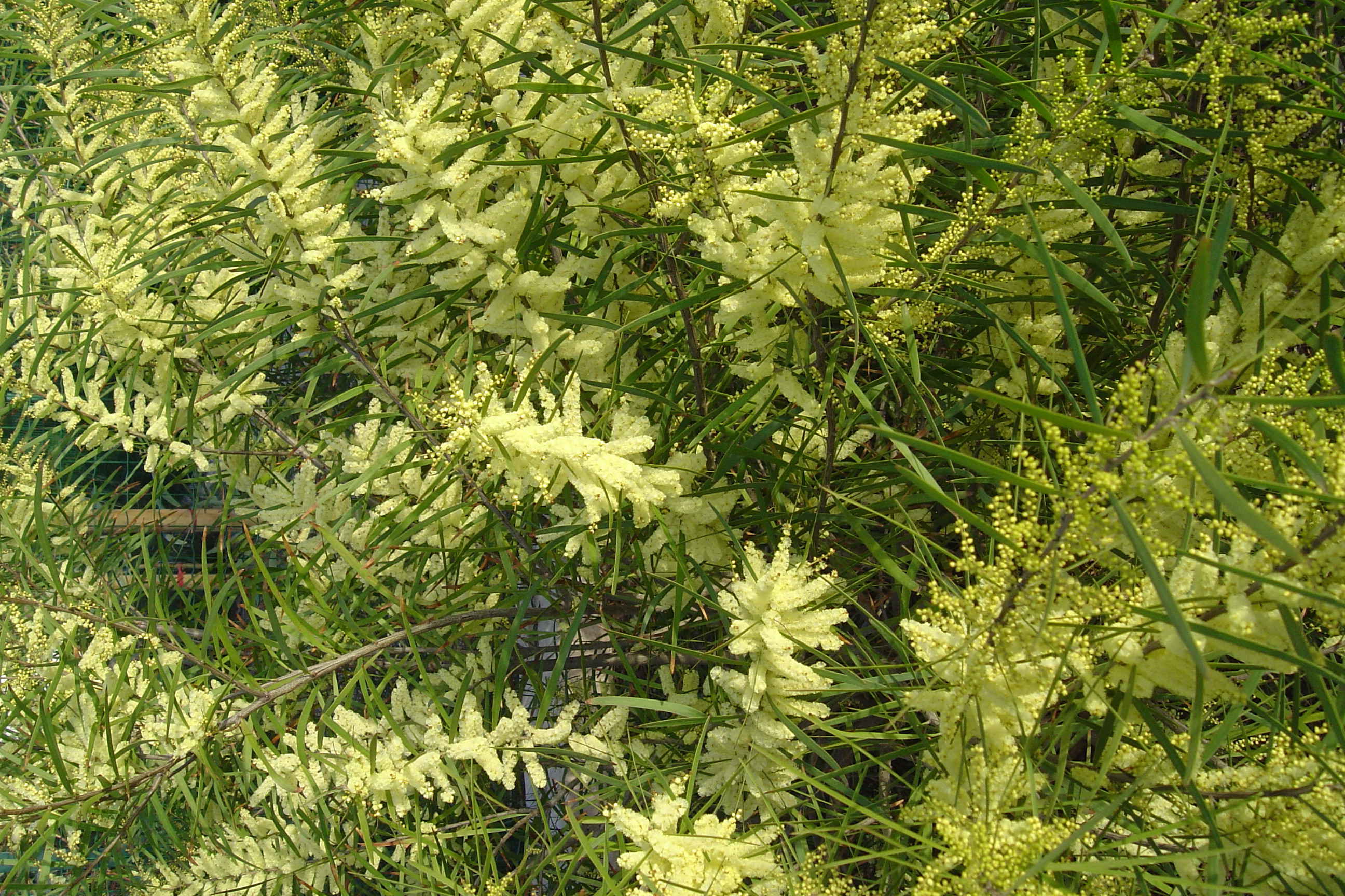 Acacia floribunda