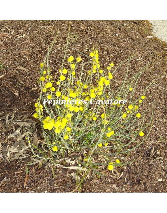 Acacia continua Acacia continua