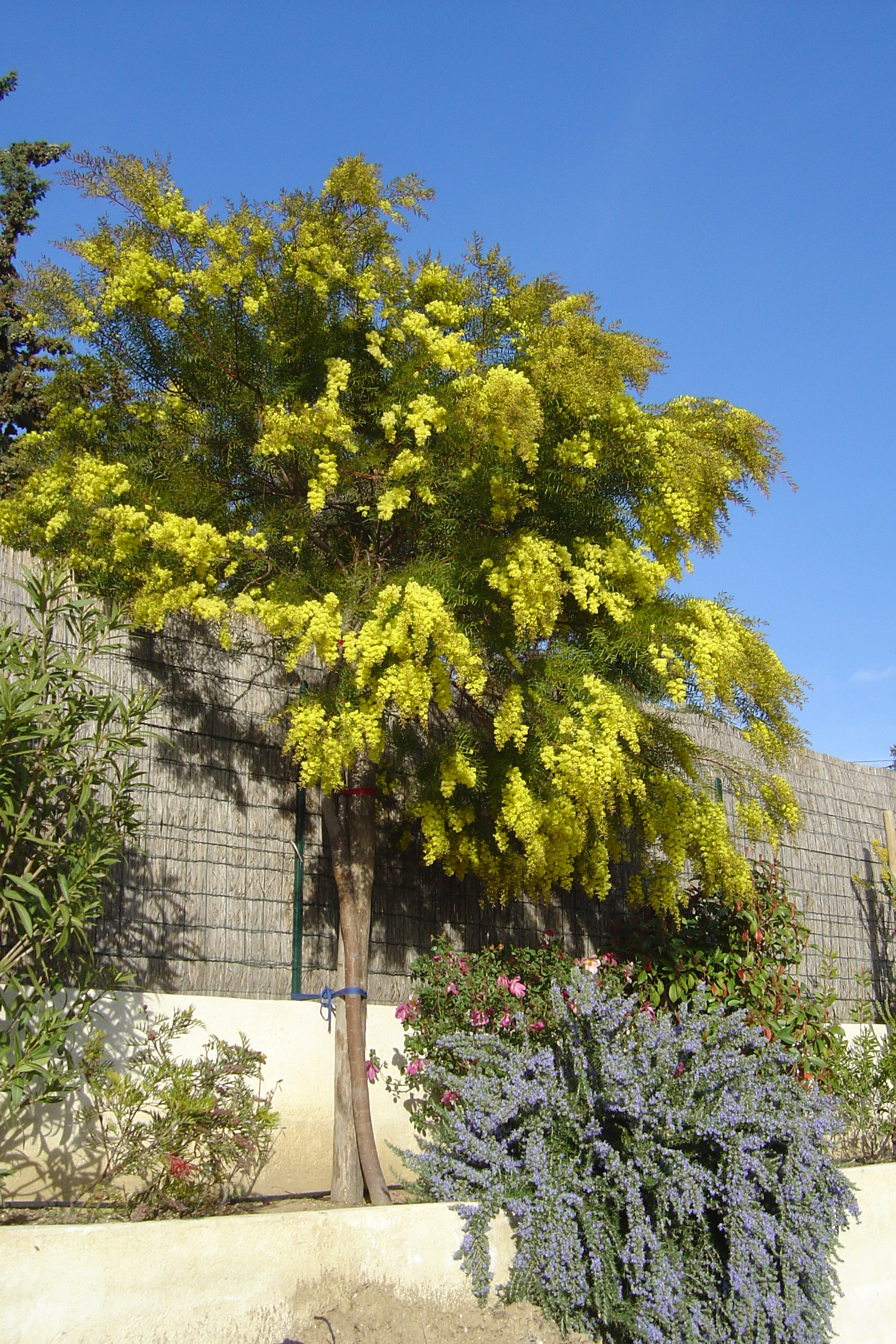 Acacia howittii 'Clair De Lune'