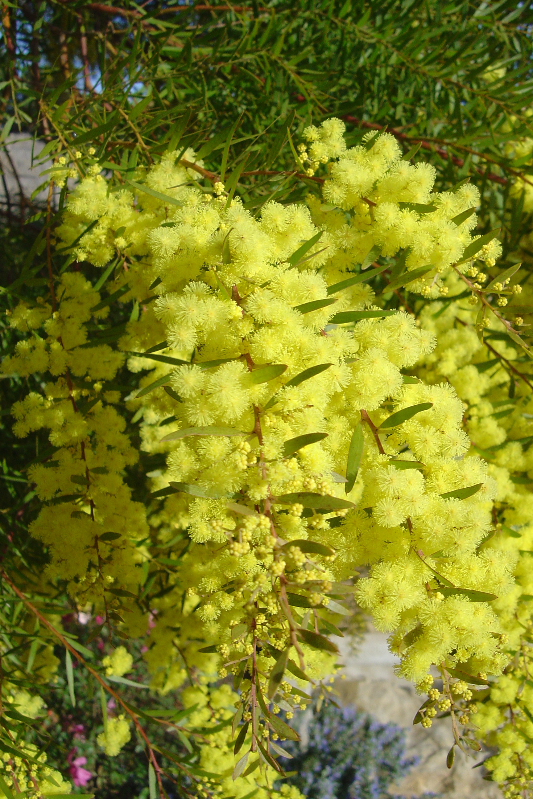 Acacia howittii 'Clair De Lune'