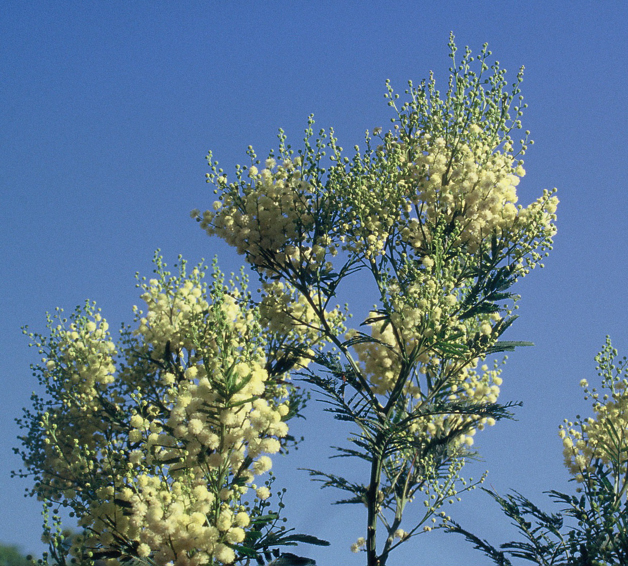 Acacia mearnsii 'Aestivalis'