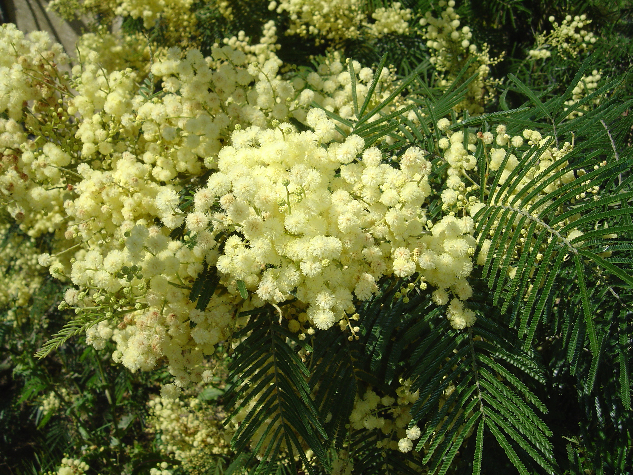 Acacia mearnsii 'Aestivalis'