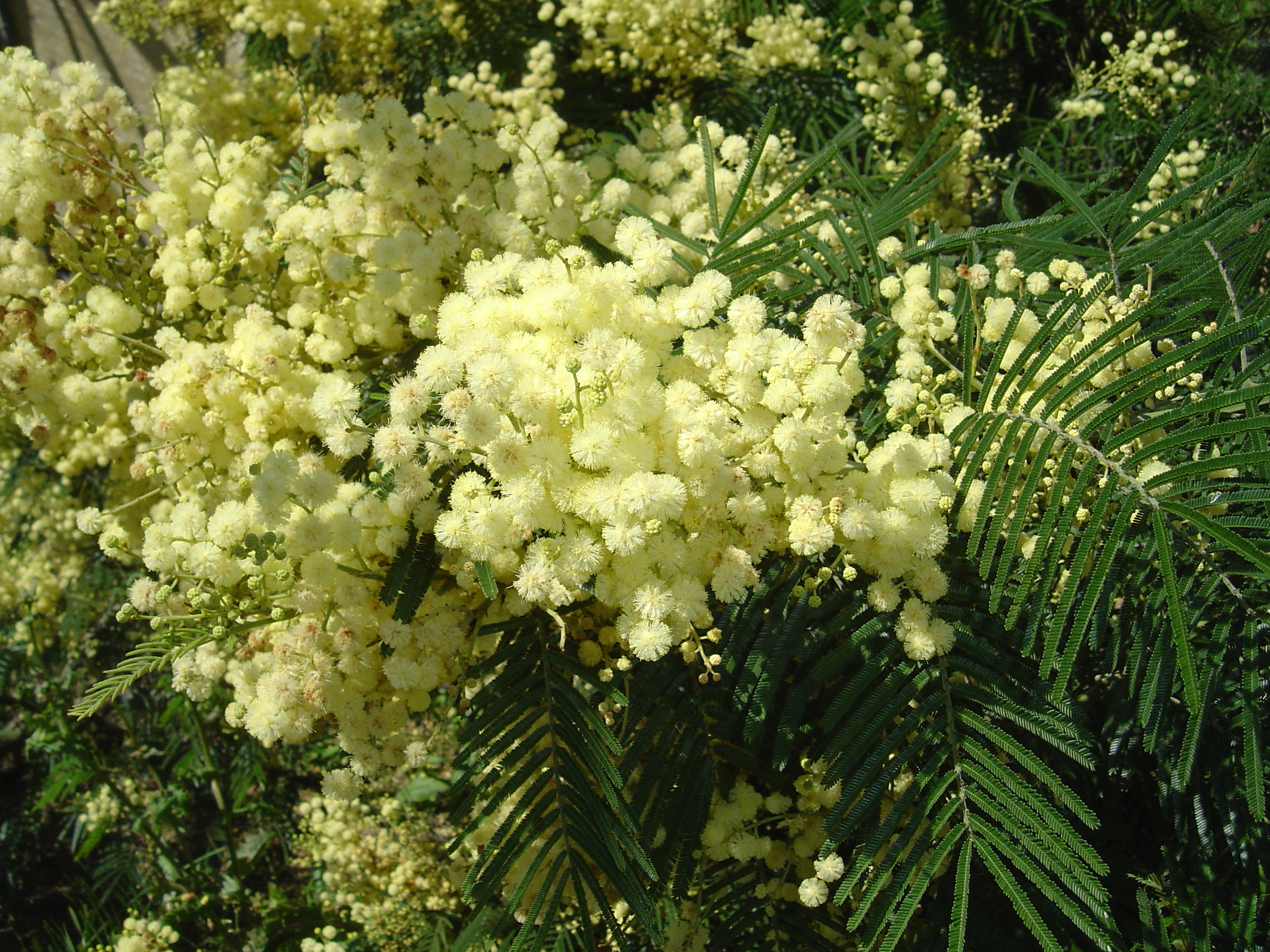 Acacia mearnsii 'Aestivalis'