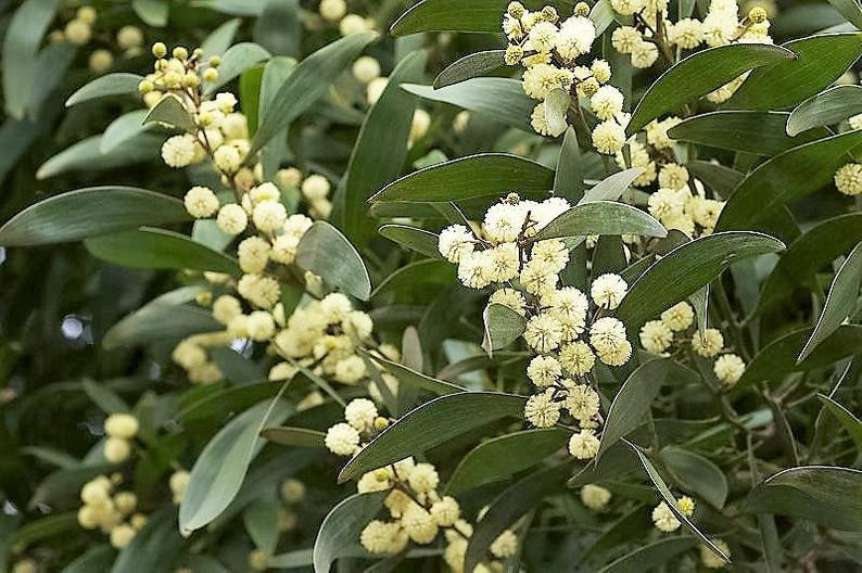 Acacia melanoxylon