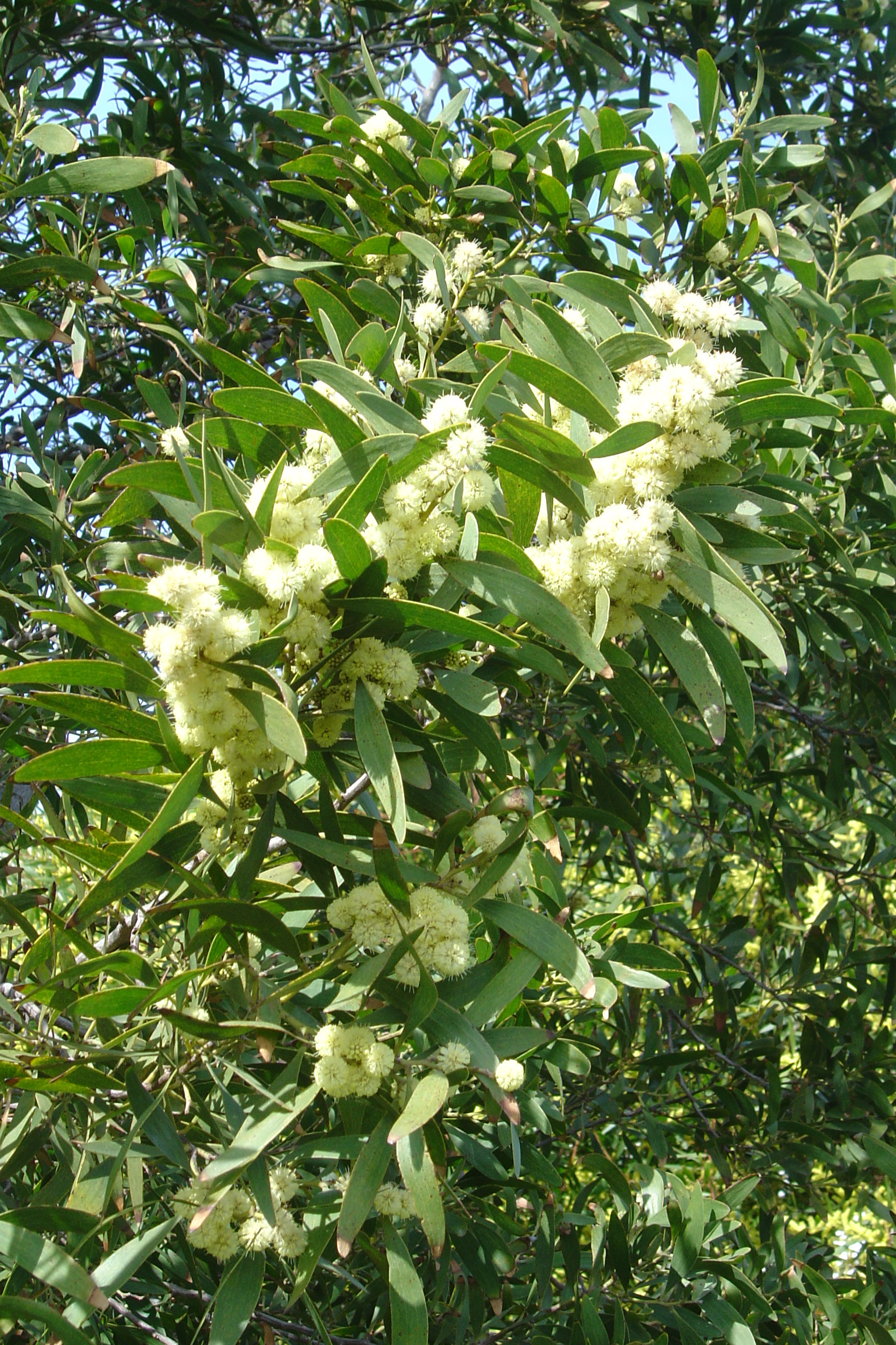 Acacia melanoxylon