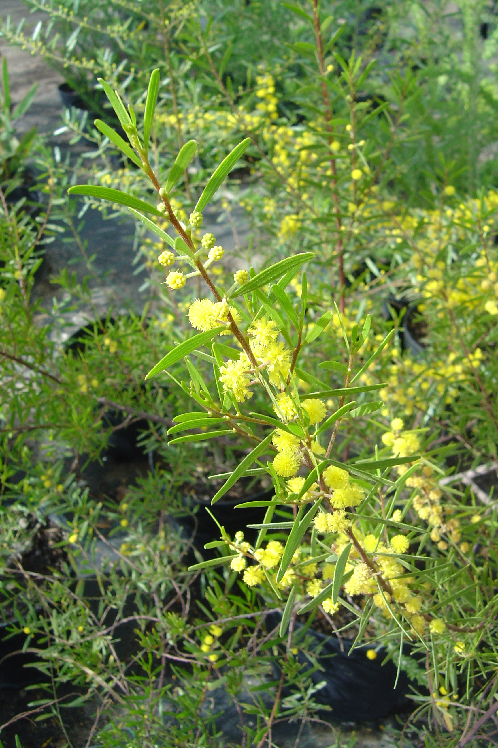 Acacia montana