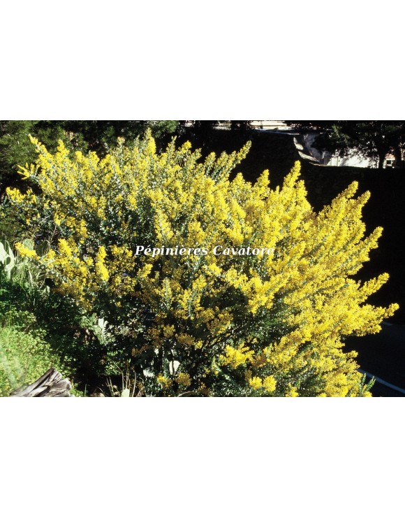 Acacia cultriformis Acacia cultriformis