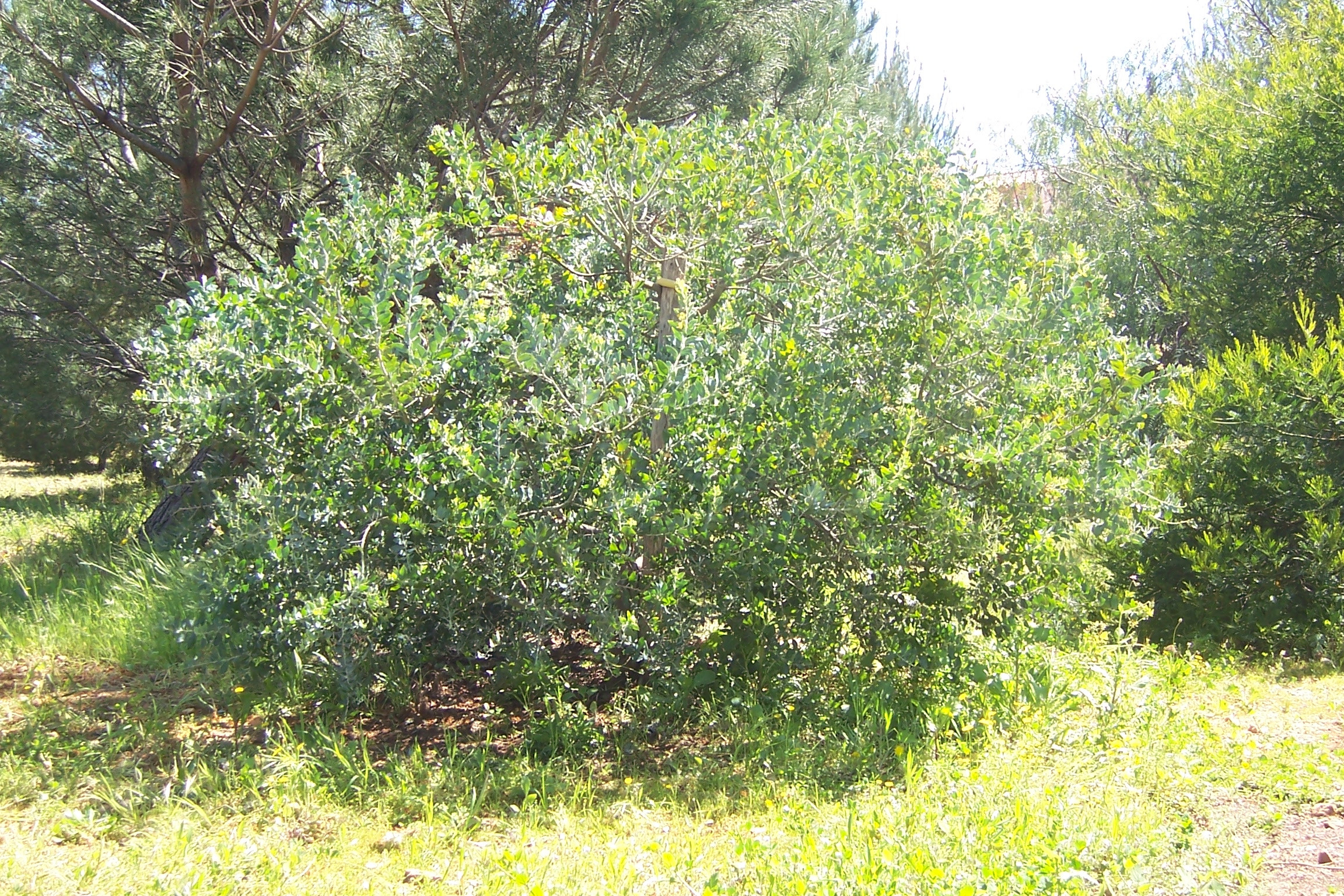 Acacia podalyriifolia syn. moutteana