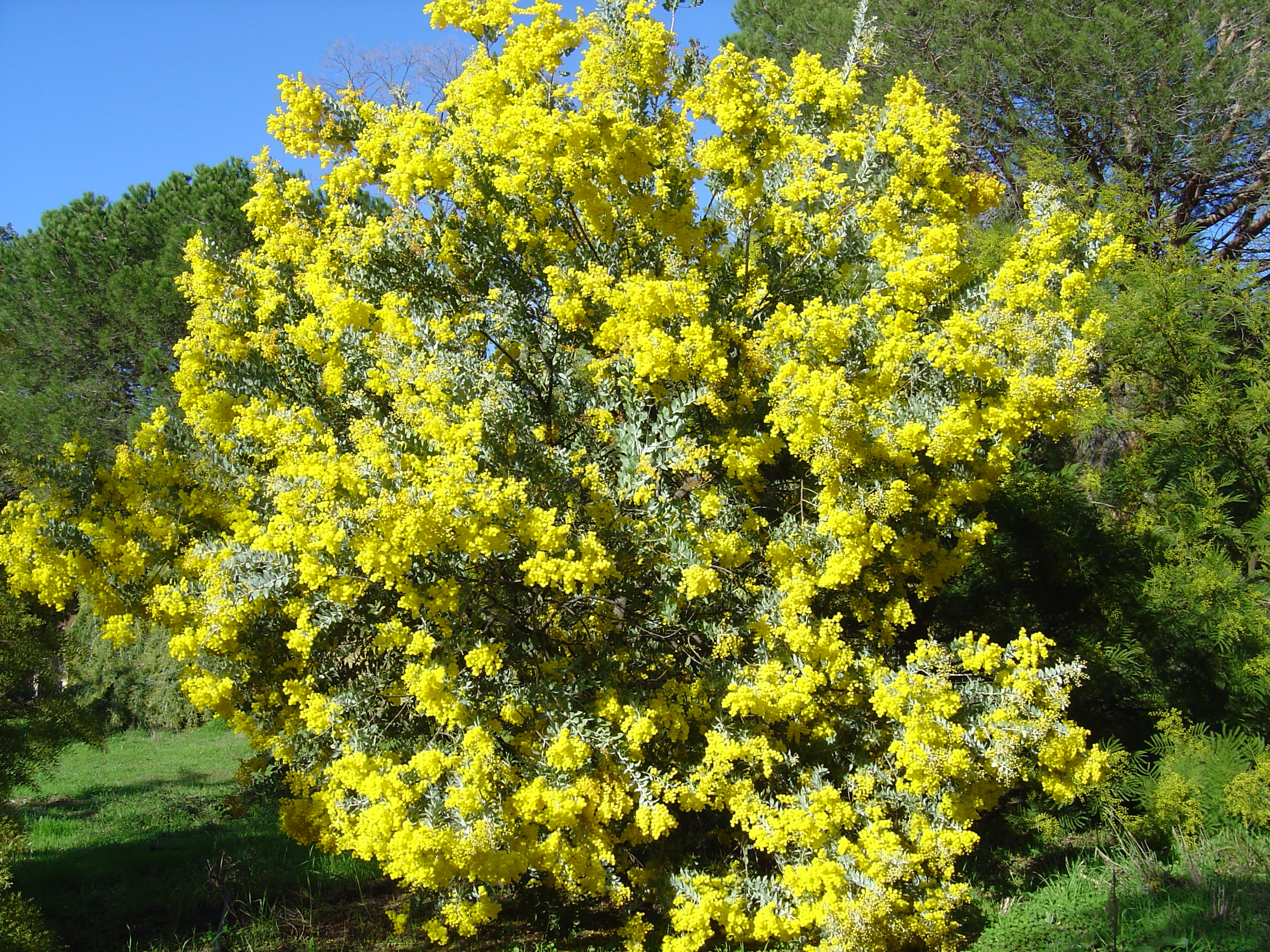 Acacia podalyriifolia syn. moutteana