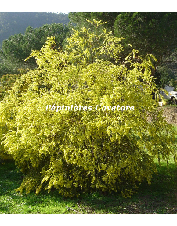 Acacia pravissima