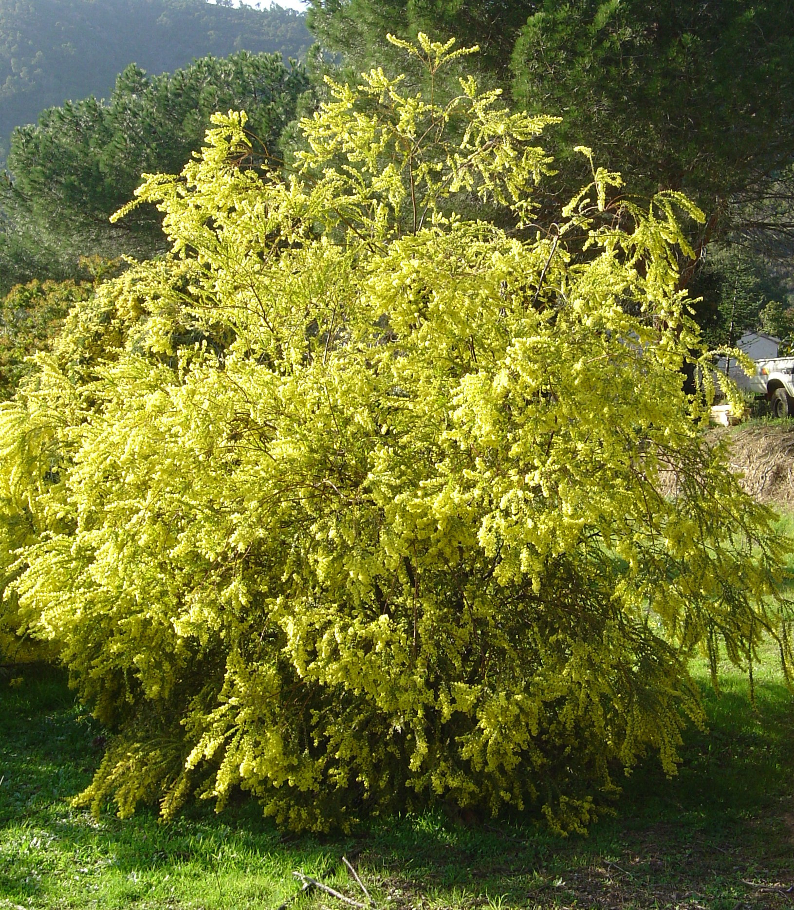 Acacia pravissima