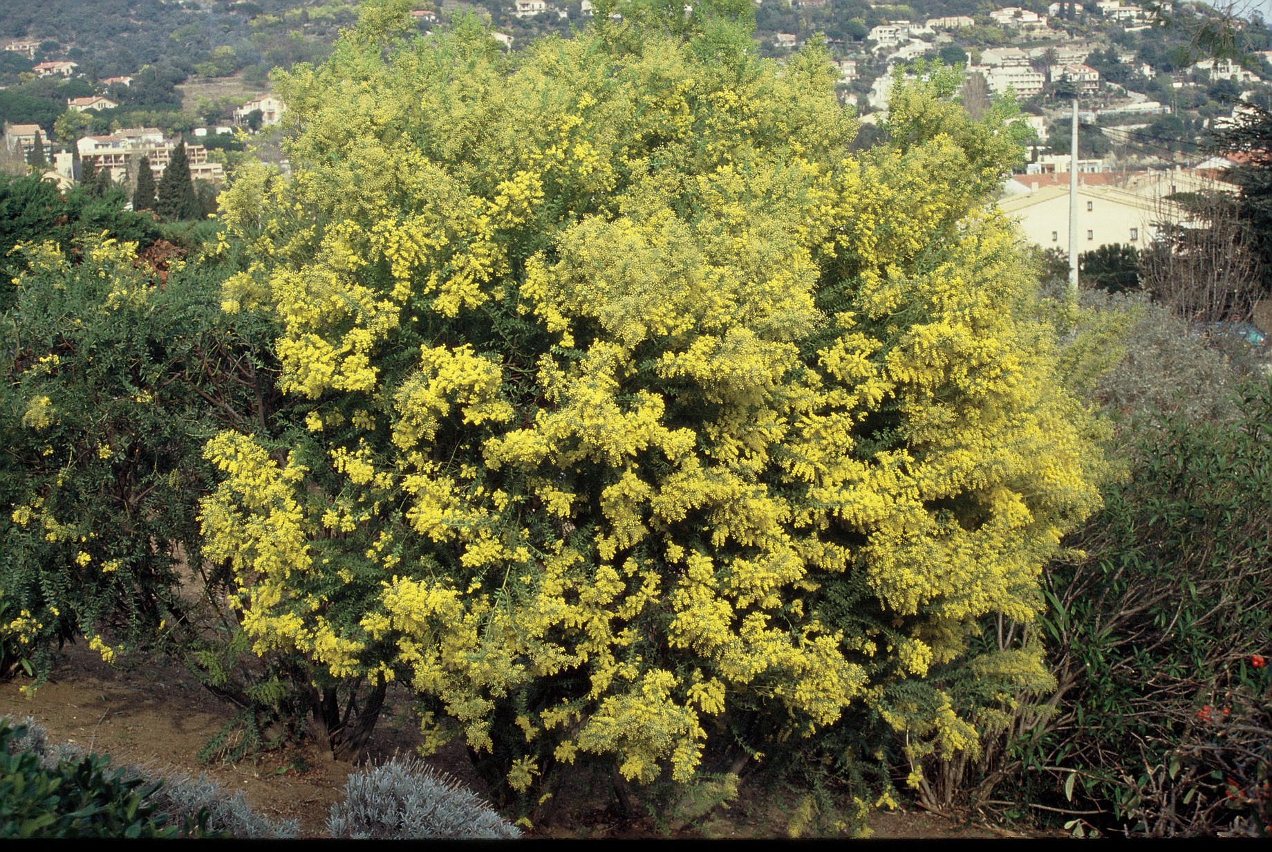 Acacia cultriformis