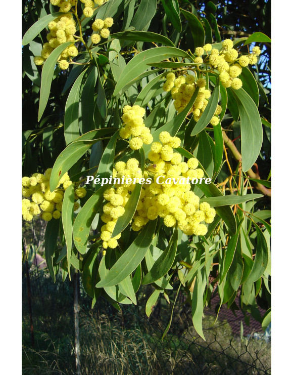 Acacia pycnantha