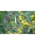 Acacia redolens