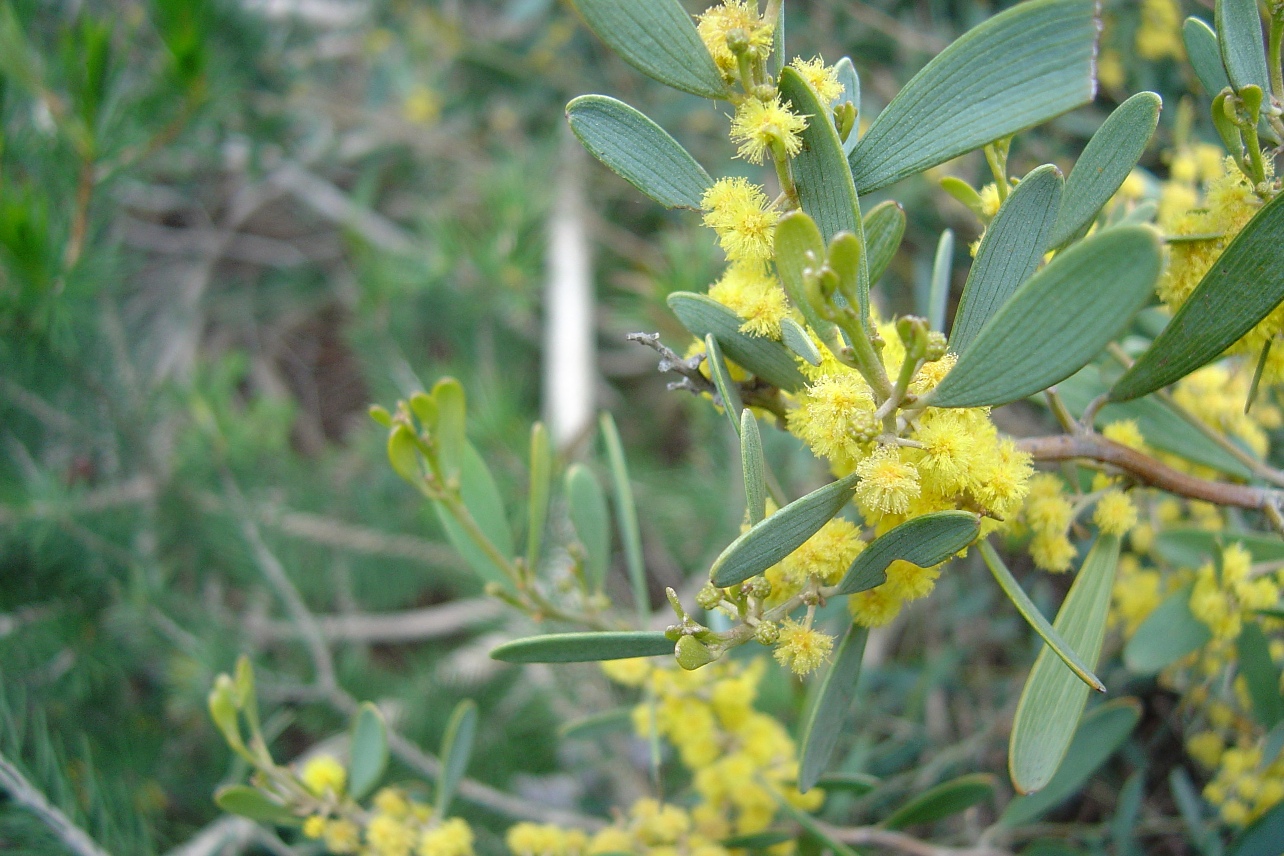 Acacia redolens