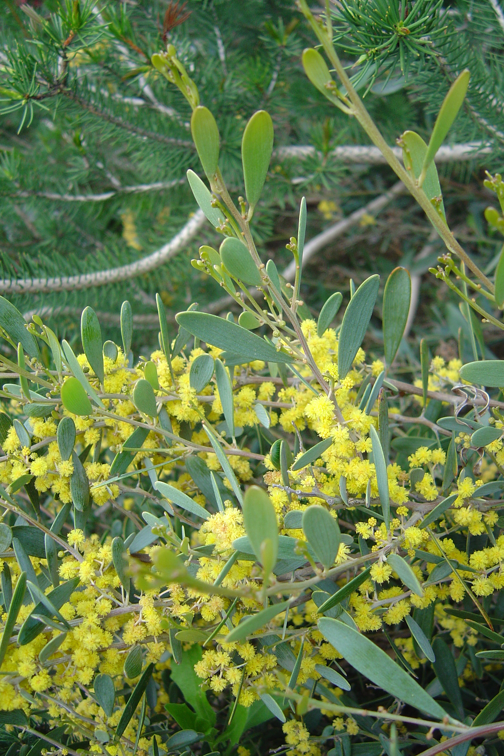 Acacia redolens