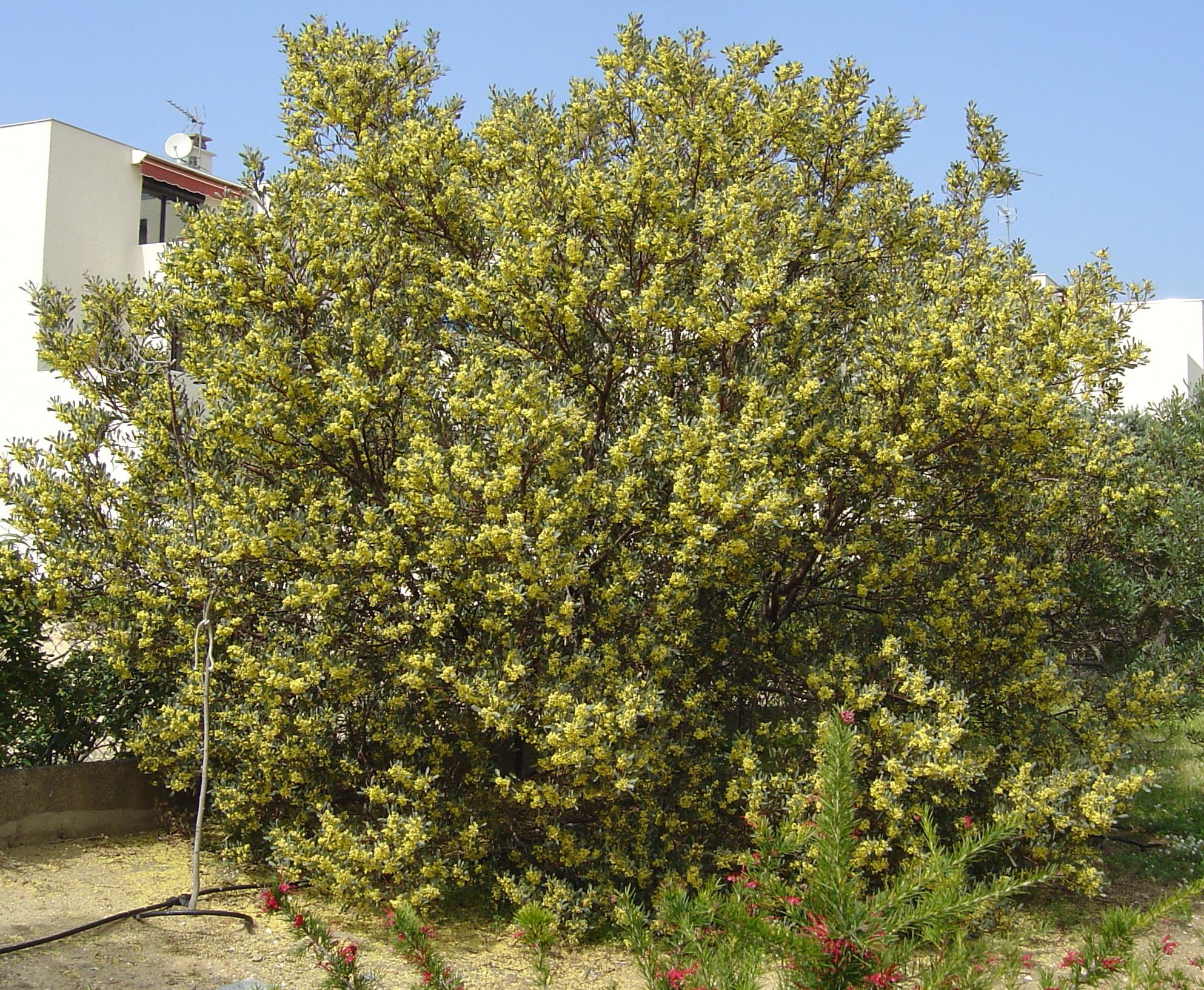 Acacia retinodes 'Glauca'
