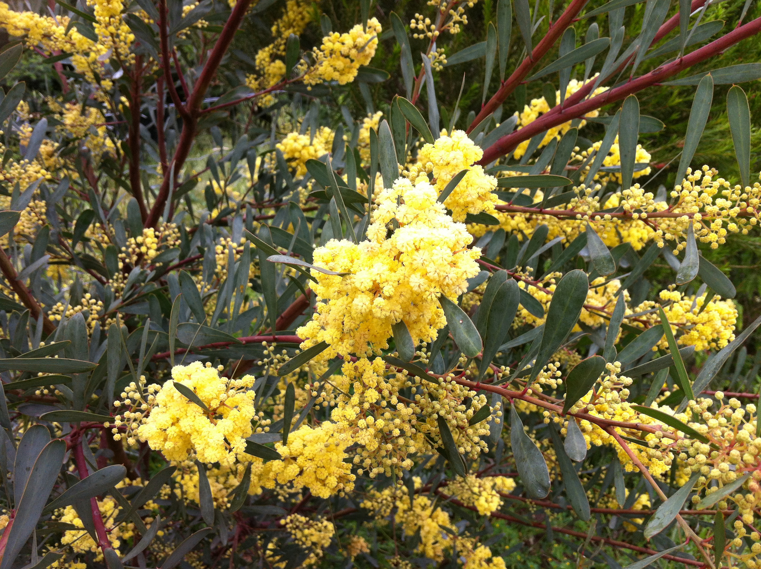 Acacia retinodes 'Glauca'