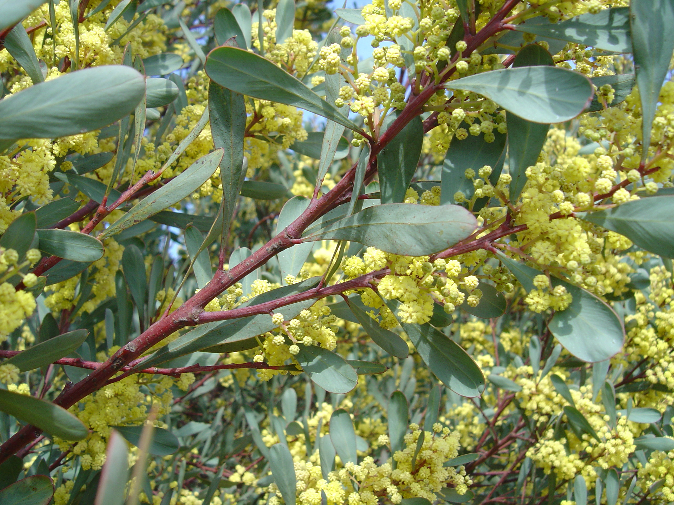 Acacia retinodes 'Glauca'