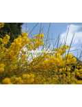 Acacia rigens