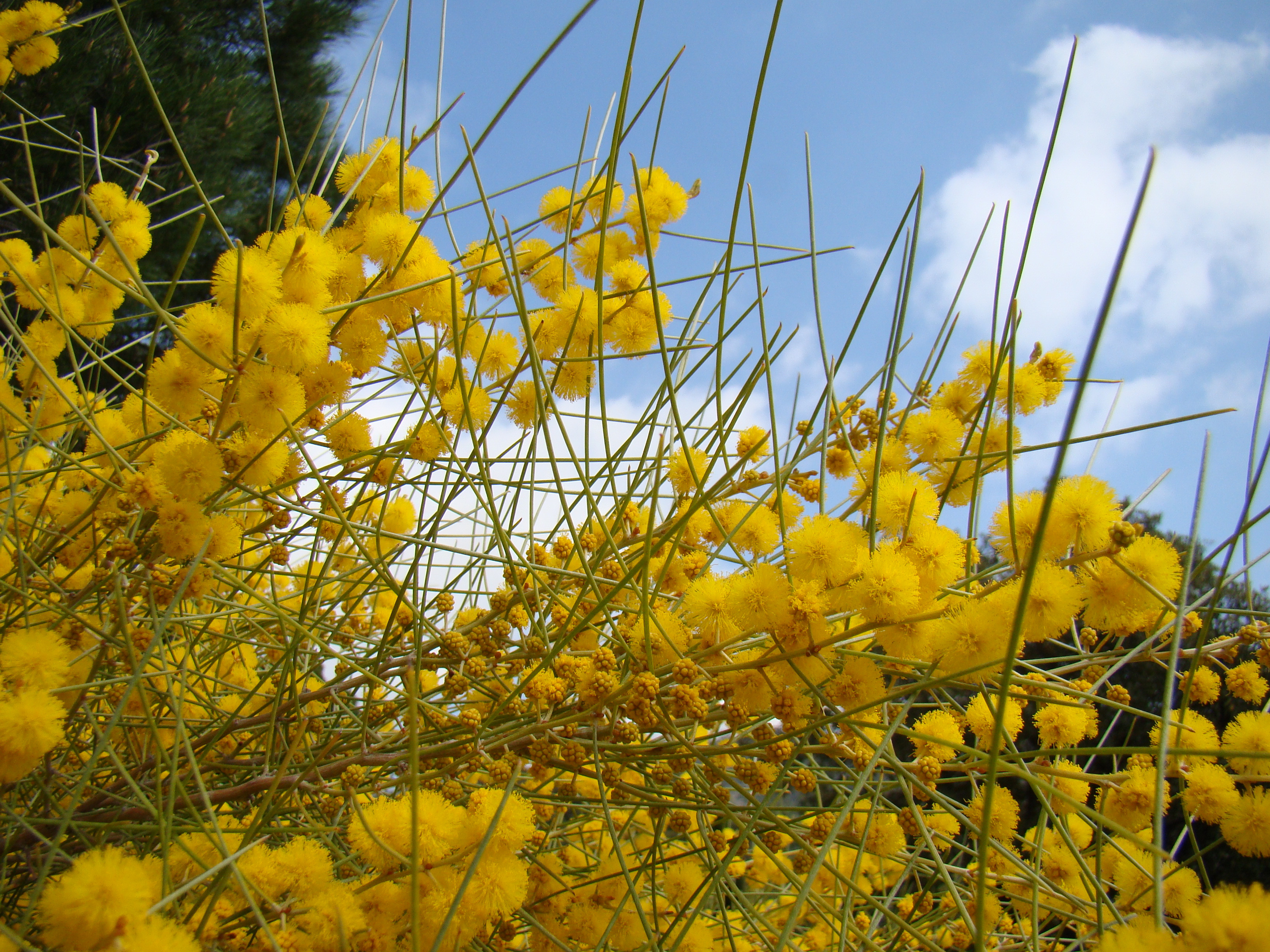 Acacia rigens