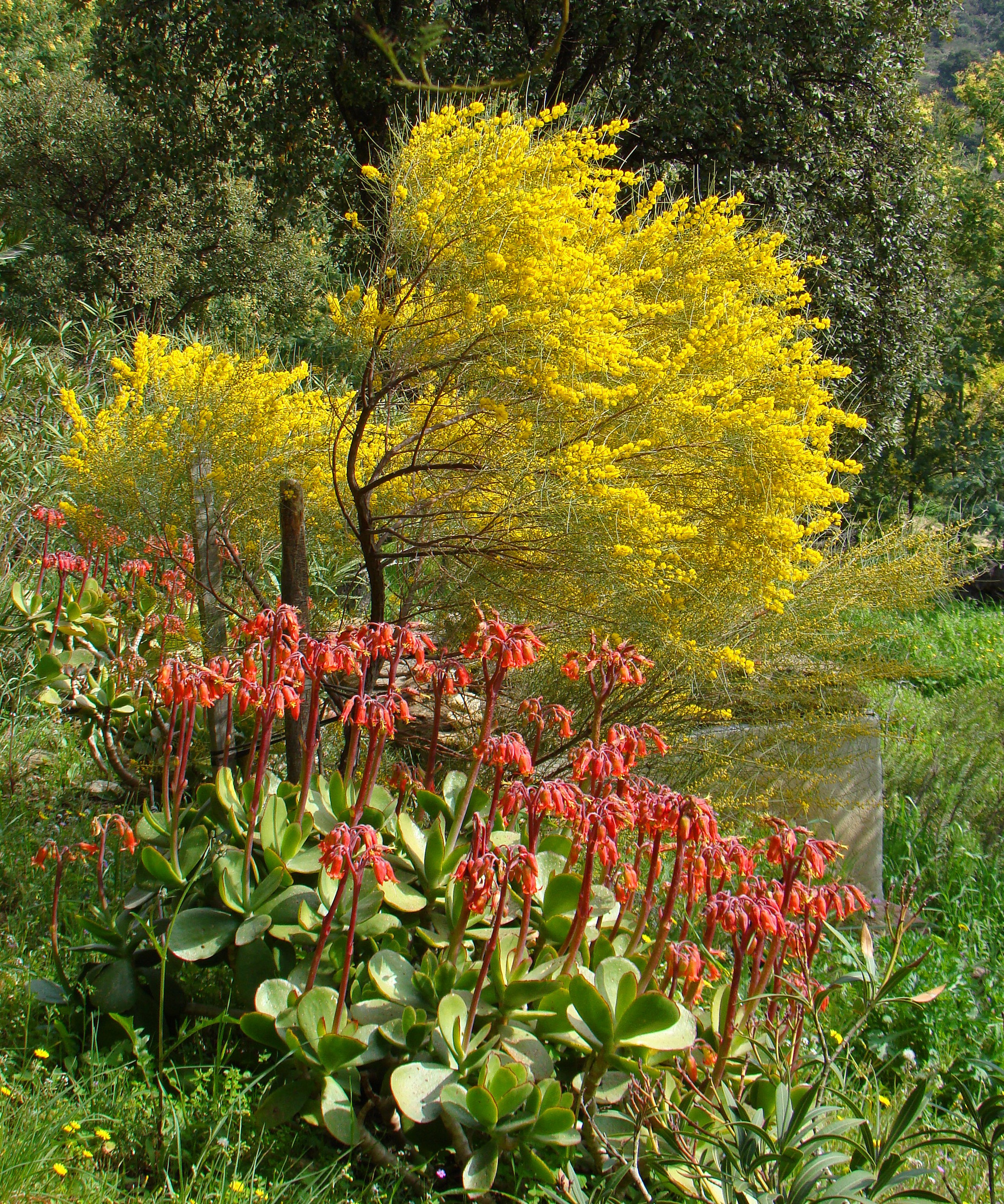 Acacia rigens