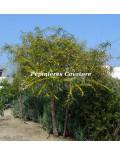 Acacia saligna syn. cyanophylla