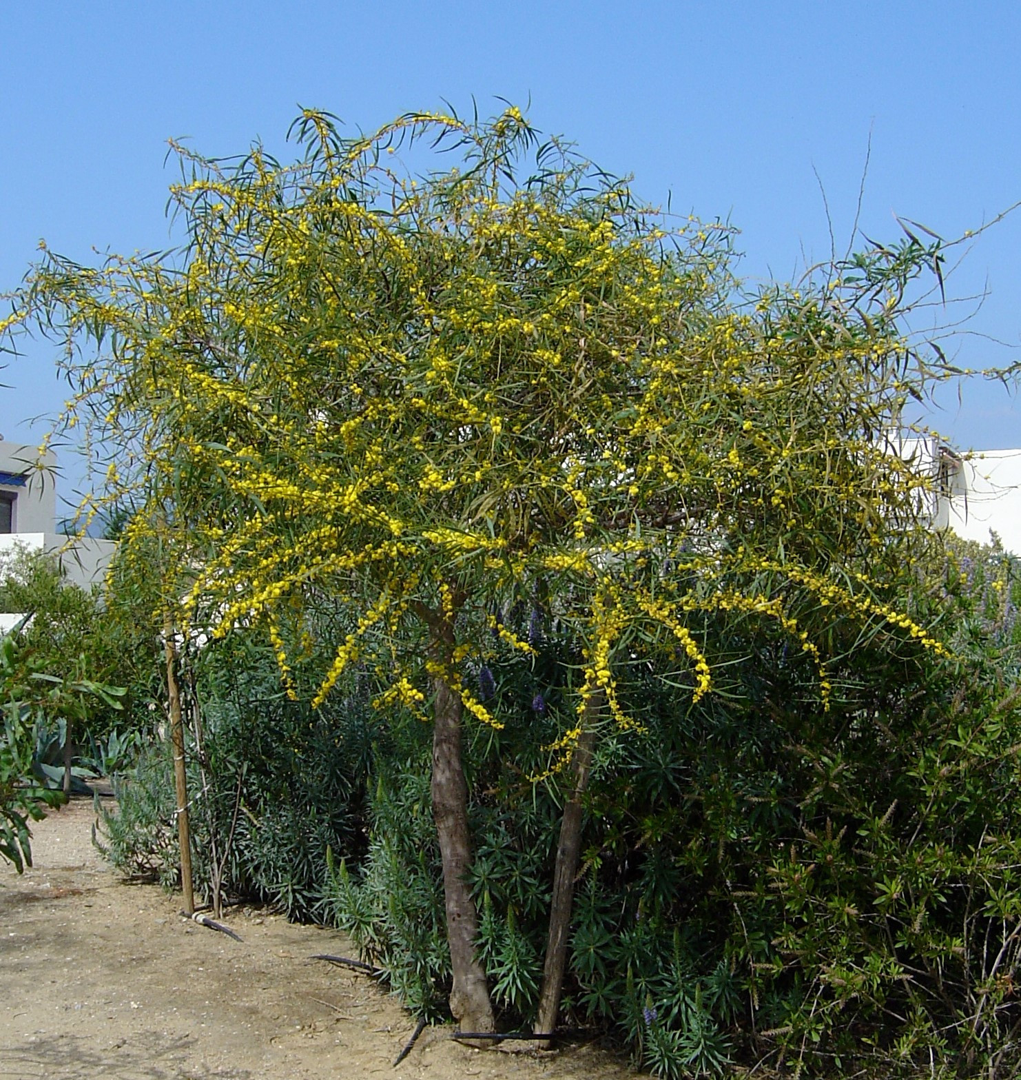 Acacia saligna syn. cyanophylla