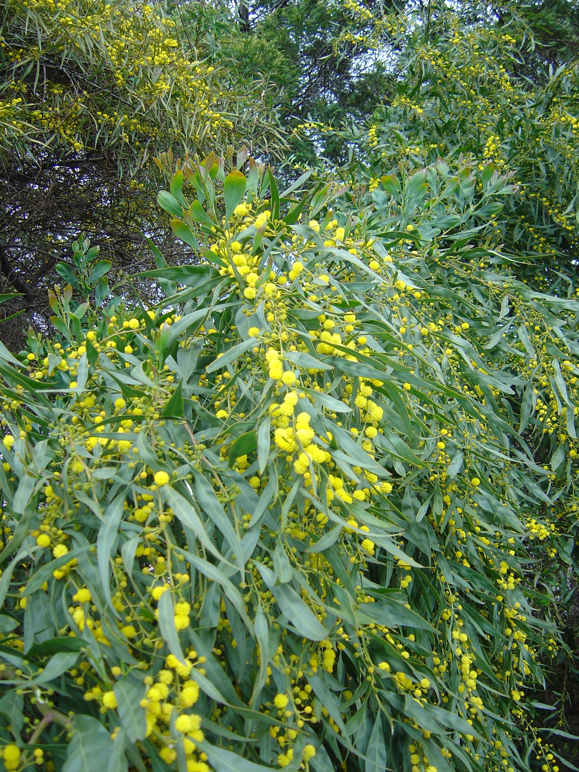 Acacia saligna syn. cyanophylla