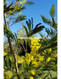 Acacia silvestris