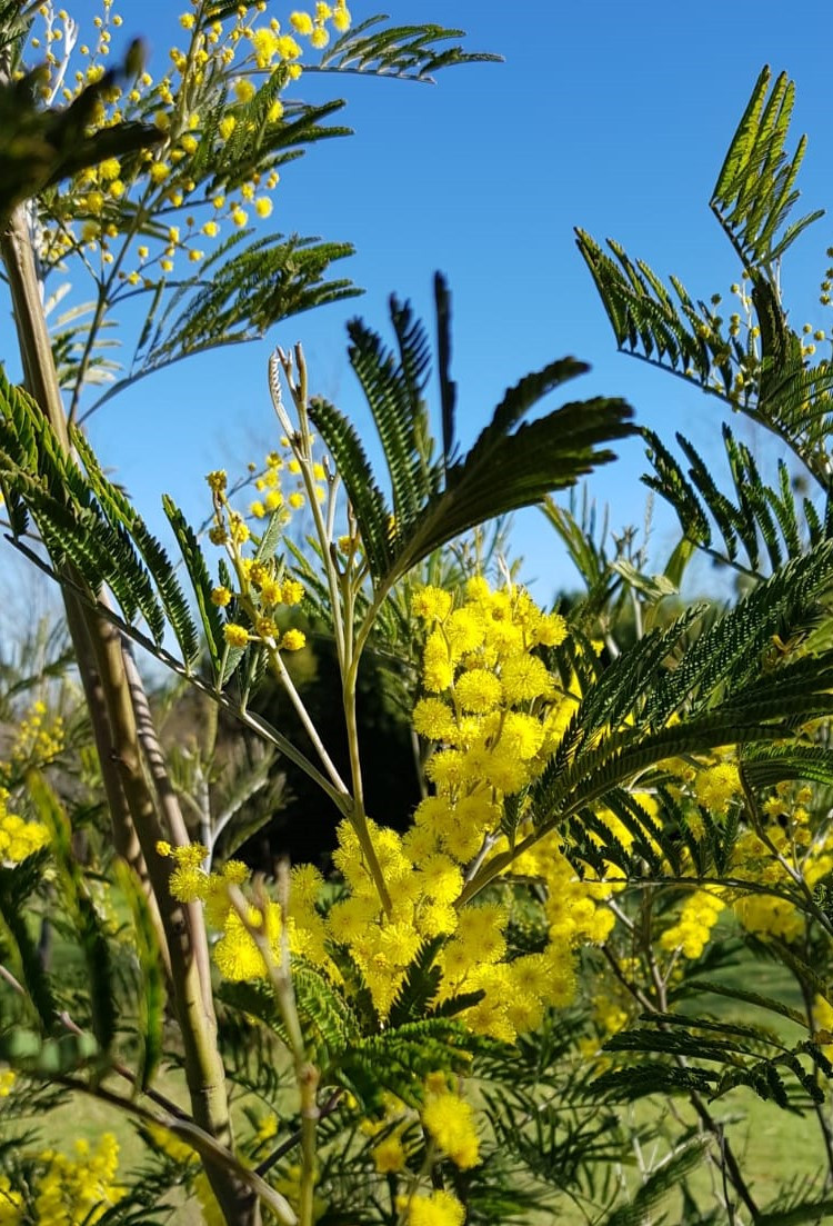 Acacia silvestris
