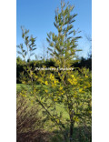 Acacia silvestris