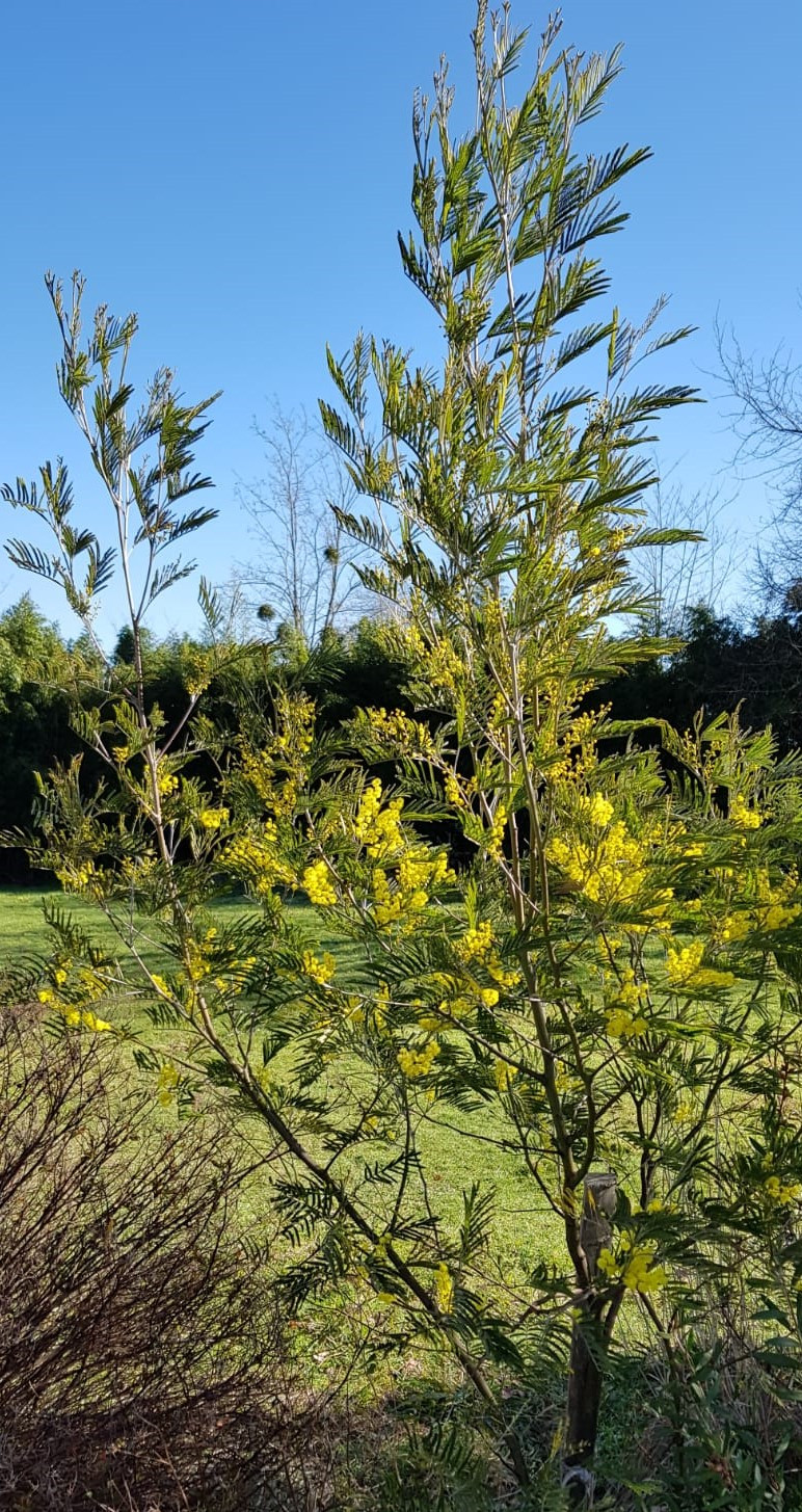 Acacia silvestris