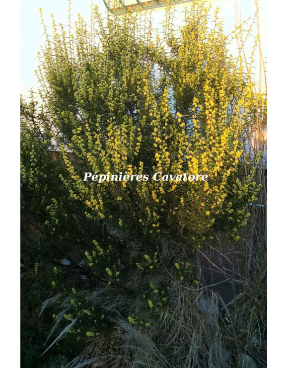 Acacia siculiformis